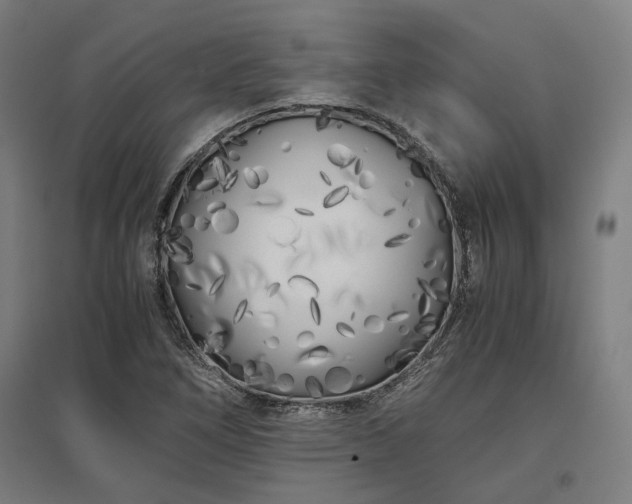 X0000096981266200802151322