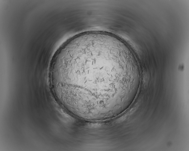 X0000096981278200802151322