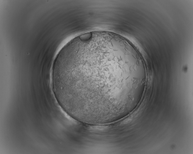 X0000096981294200802151322