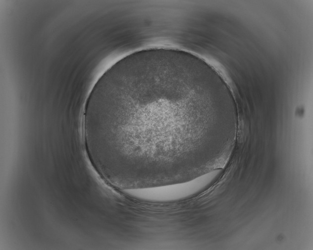X0000096981295200802151322