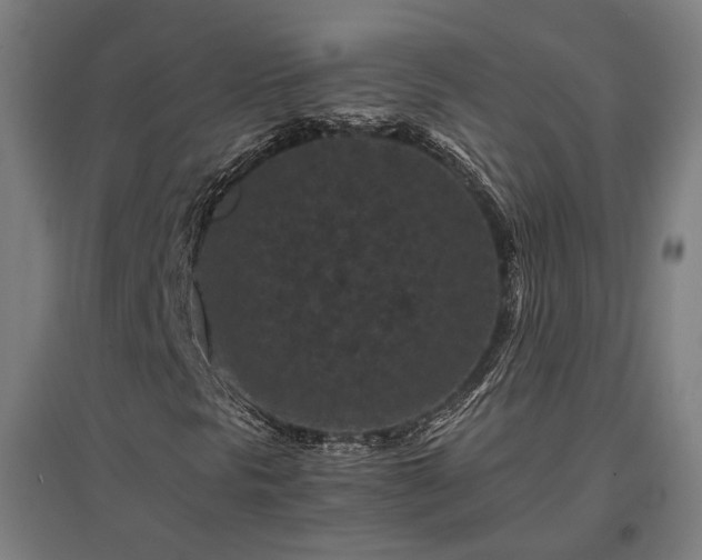X0000096981297200802151321