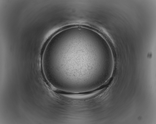 X0000096981320200802151321