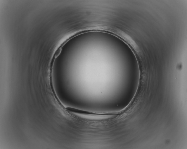 X0000096981332200802151322