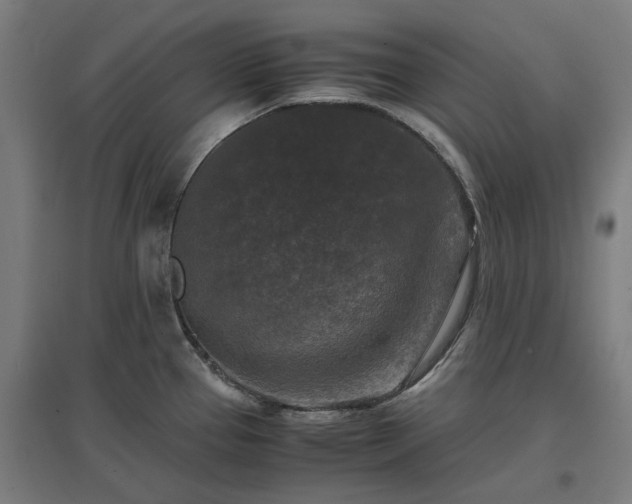 X0000096981337200802151322