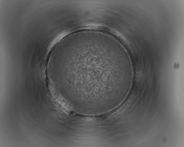 X0000096981362200802151321