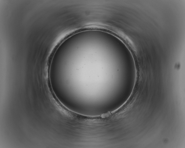 X0000096981376200802151321