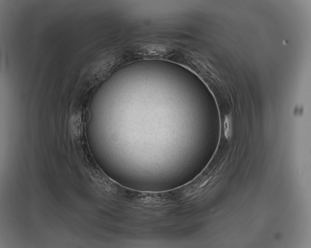 X0000096981395200802151320