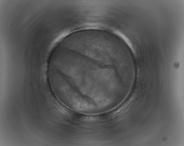 X0000096981411200802151320