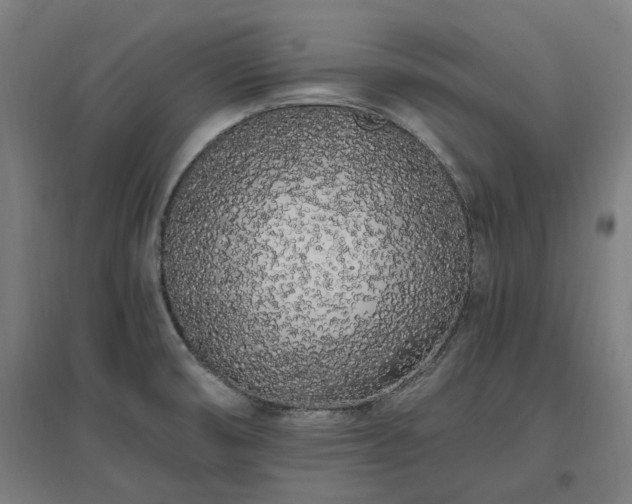 X0000096981474200802151319