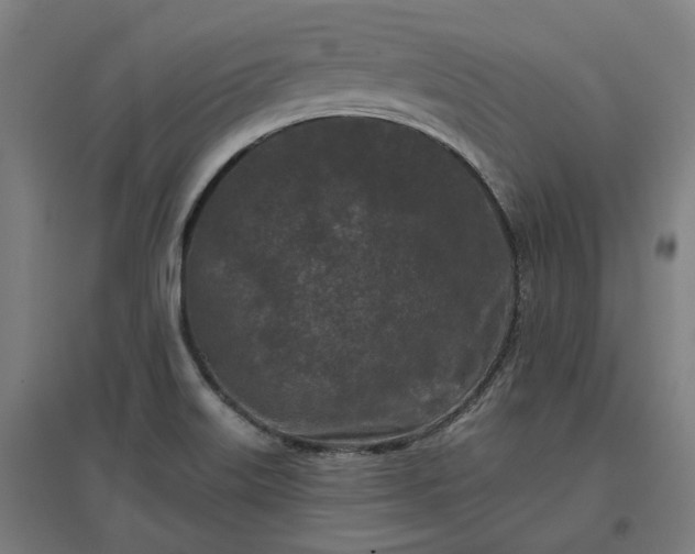 X0000096981515200802151319