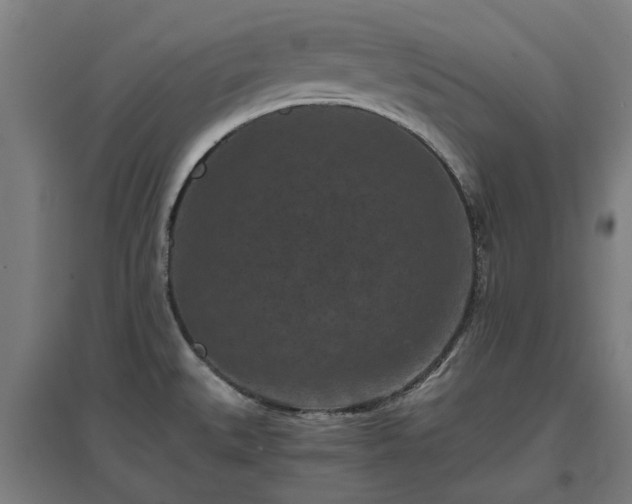 X0000096981527200802151319