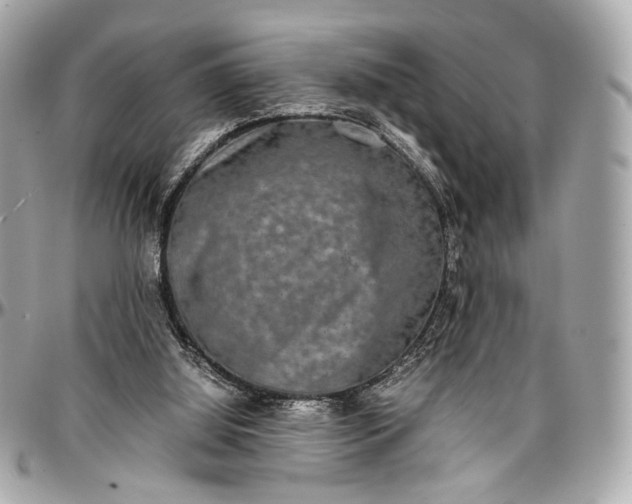 X0000096980060200802221443