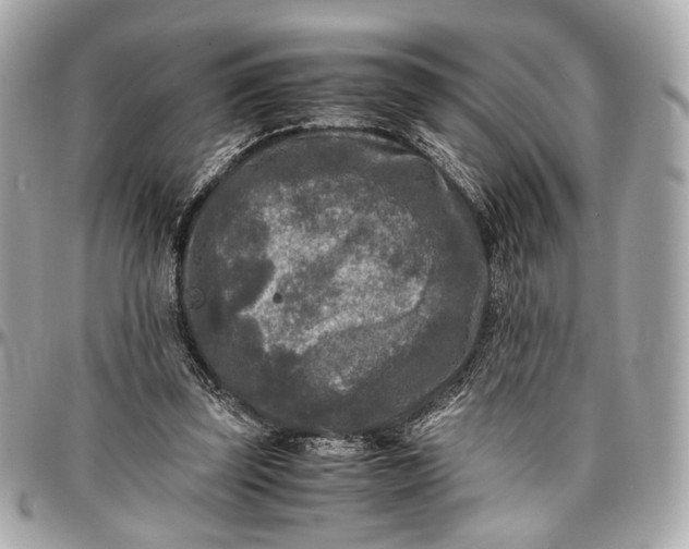 X0000096980347200802221439