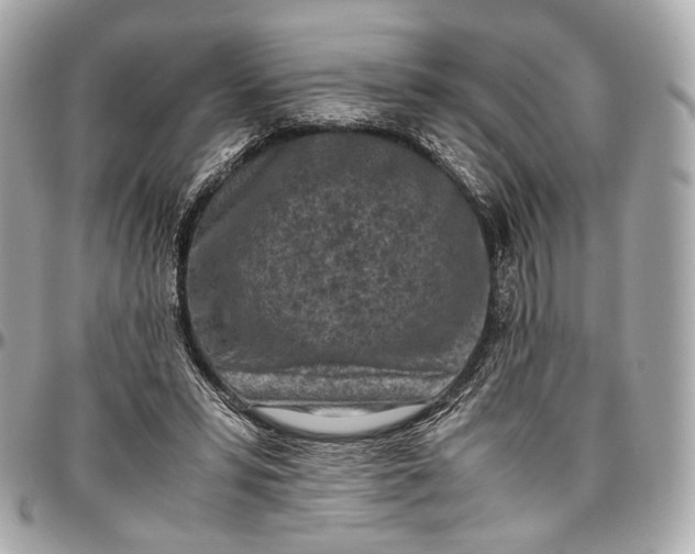 X0000096980399200802221439