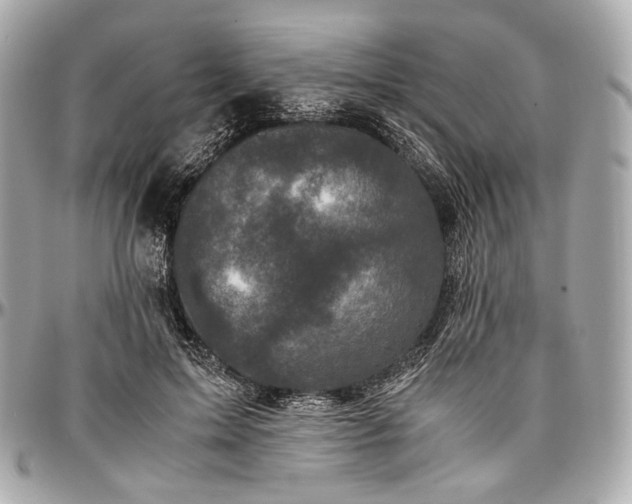 X0000096980599200802221436