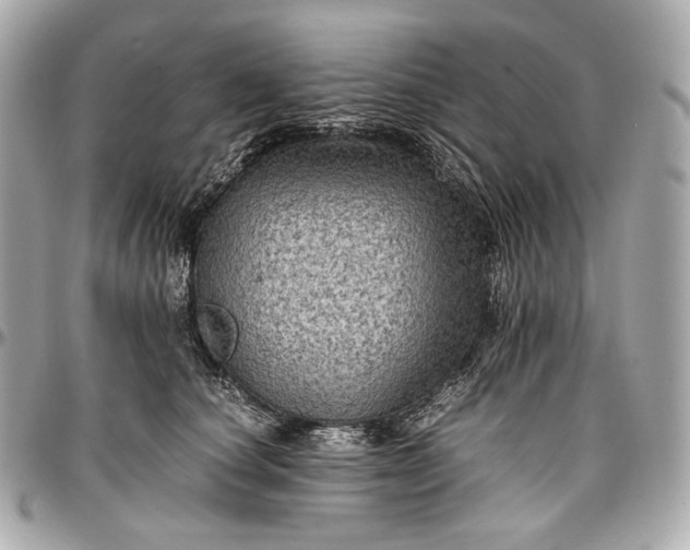 X0000096980660200802221435