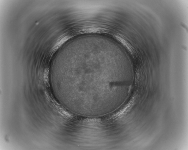 X0000096980778200802221433