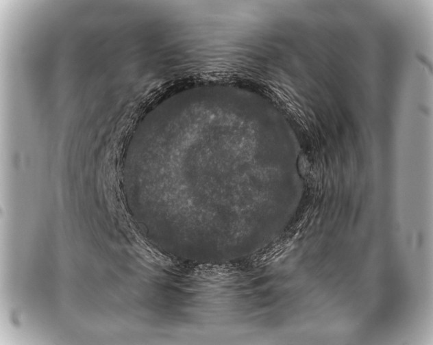 X0000096980817200802221432