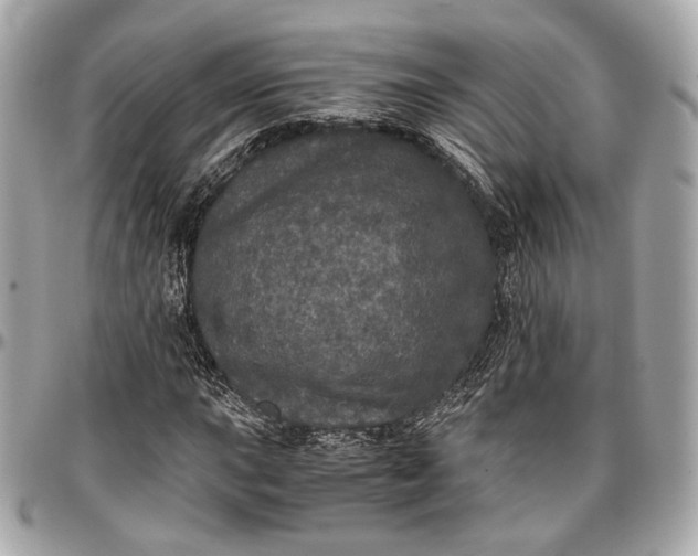 X0000096981015200802221429