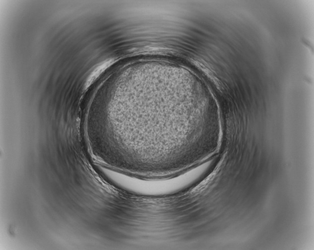 X0000096981066200802221429