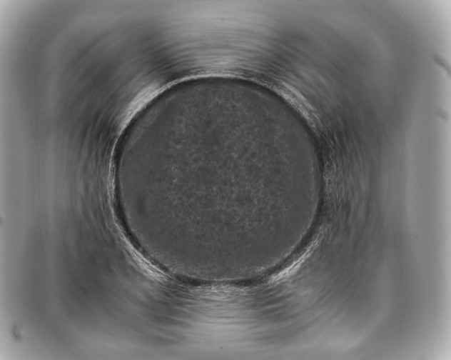 X0000096981077200802221428