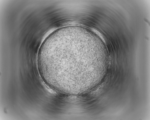 X0000096981098200802221428