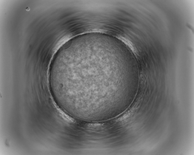 X0000096981135200802221428