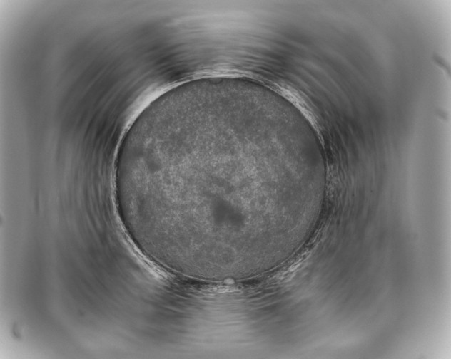 X0000096981187200802221427