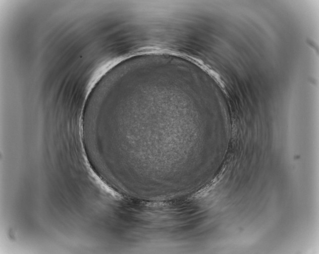 X0000096981239200802221426