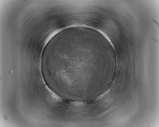 X0000096981245200802221427