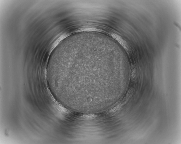 X0000096981282200802221425