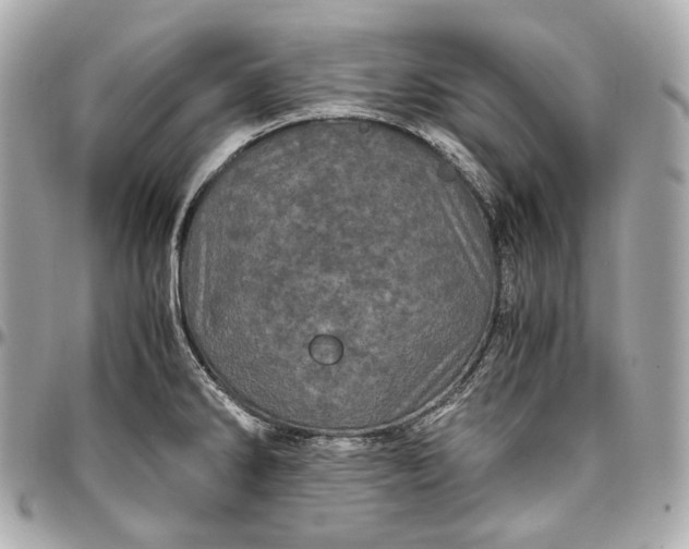 X0000096981286200802221425