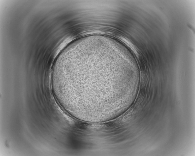 X0000096981290200802221425