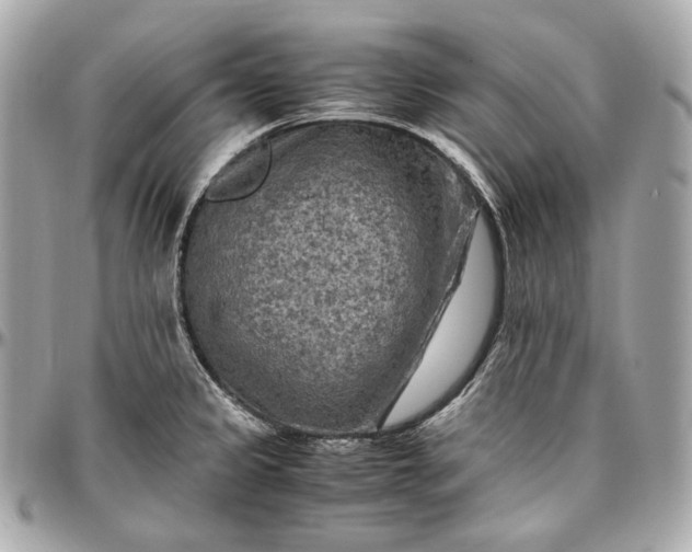 X0000096981333200802221425