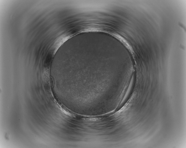 X0000096981337200802221425