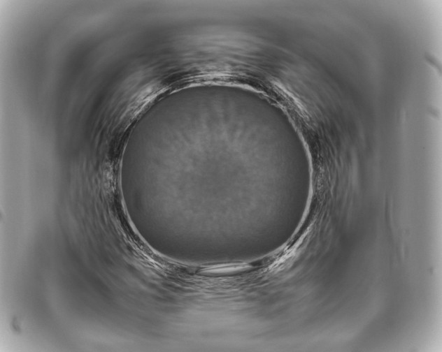 X0000096981353200802221425