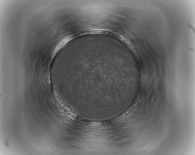 X0000096981362200802221424