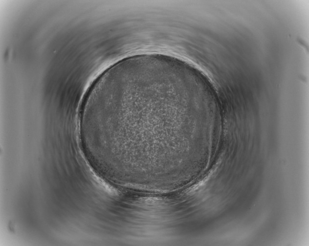 X0000096981517200802221422