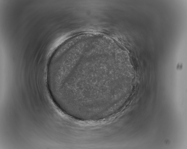 X0000096980005200802291156