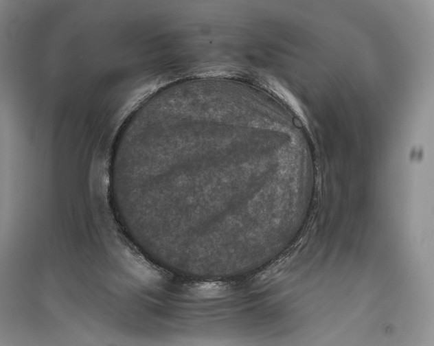 X0000096980059200802291155