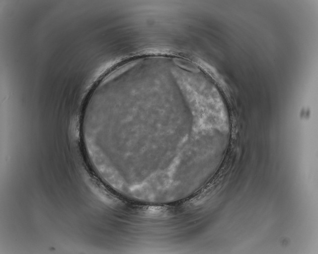 X0000096980060200802291155