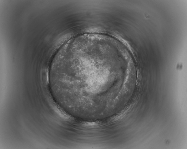 X0000096980061200802291155