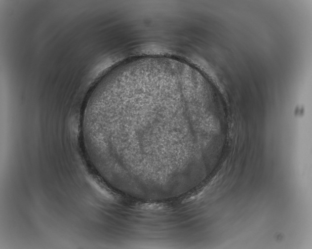 X0000096980063200802291155