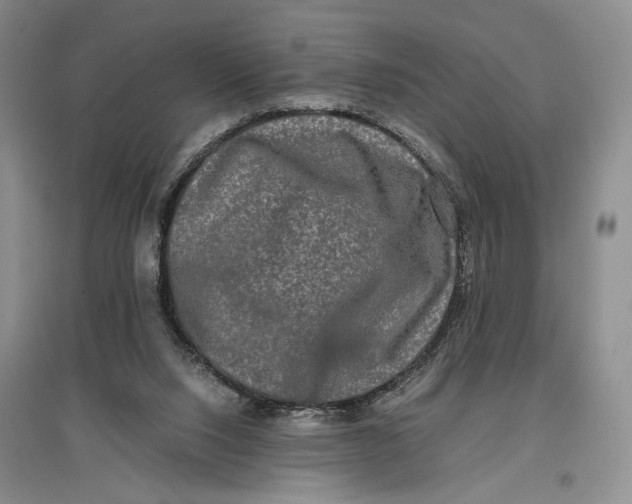 X0000096980064200802291155