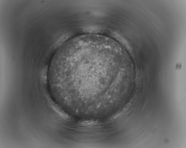 X0000096980065200802291155