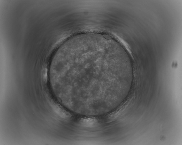 X0000096980067200802291155