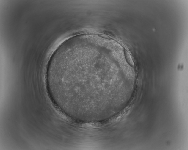 X0000096980103200802291155