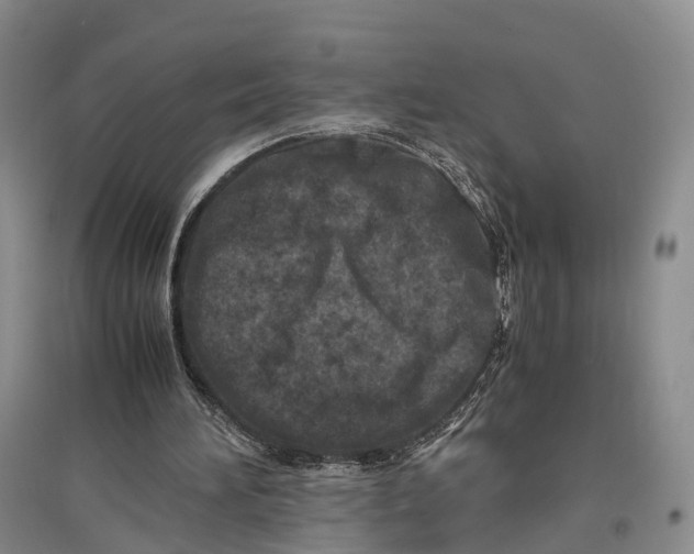 X0000096980196200802291154