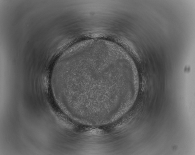 X0000096980210200802291153