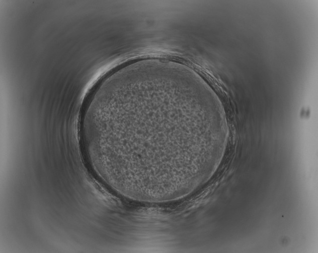 X0000096980244200802291152